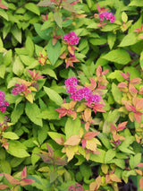 Artikelbild für Sommerspiere Spiraea japonica 'Goldflame' im Online-Shop der Bohlken Baumschulen