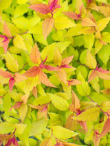 Artikelbild für Sommerspiere Spiraea japonica 'Goldflame' im Online-Shop der Bohlken Baumschulen