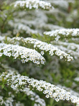 Artikelbild für Frühlingsspiere Spiraea thunbergii im Online-Shop der Bohlken Baumschulen