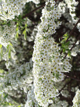 Artikelbild für Frühlingsspiere Spiraea thunbergii im Online-Shop der Bohlken Baumschulen