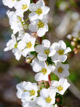 Artikelbild für Frühlingsspiere Spiraea thunbergii im Online-Shop der Bohlken Baumschulen