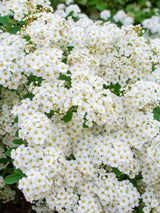 Artikelbild für Prachtspiere Spiraea vanhouttei im Online-Shop der Bohlken Baumschulen