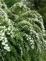 Artikelbild für Prachtspiere Spiraea vanhouttei im Online-Shop der Bohlken Baumschulen
