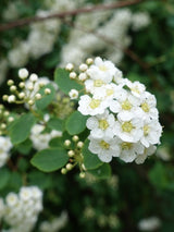 Artikelbild für Prachtspiere Spiraea vanhouttei im Online-Shop der Bohlken Baumschulen