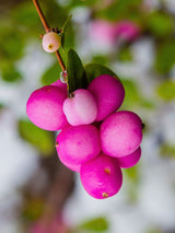 Schneebeere, Symphoricarpos x doorenbosii 'Magic Berry' kaufen im Online-Shop der Bohlken Baumschulen