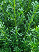 Zwergeibe, Taxus baccata 'Renke's Kleiner Grüner' ® kaufen im Online-Shop der Bohlken Baumschulen