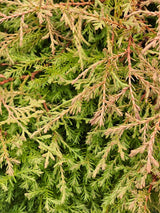 Thuja occidentalis 'Fire Chief' ®, Zwerg-Lebensbaum 'Fire Chief' ® im Onlineshop der Bohlken Baumschulen