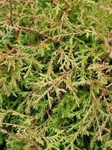 Thuja occidentalis 'Fire Chief' ®, Zwerg-Lebensbaum 'Fire Chief' ® im Onlineshop der Bohlken Baumschulen