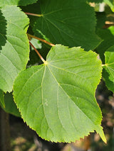 Artikelbild für Winterlinde Tilia cordata 'Winter Orange' im Online-Shop der Bohlken Baumschulen