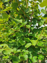 Artikelbild für Winterlinde Tilia cordata 'Winter Orange' im Online-Shop der Bohlken Baumschulen