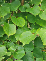 Artikelbild für Winterlinde Tilia cordata 'Winter Orange' im Online-Shop der Bohlken Baumschulen