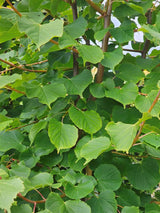 Artikelbild für Winterlinde Tilia cordata 'Winter Orange' im Online-Shop der Bohlken Baumschulen