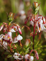 Großfrüchtige Moosbeere 'Cranberry', Vaccinium macrocarpon 'Cranberry' kaufen im Online-Shop der Bohlken Baumschulen