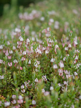 Großfrüchtige Moosbeere 'Cranberry', Vaccinium macrocarpon 'Cranberry' kaufen im Online-Shop der Bohlken Baumschulen