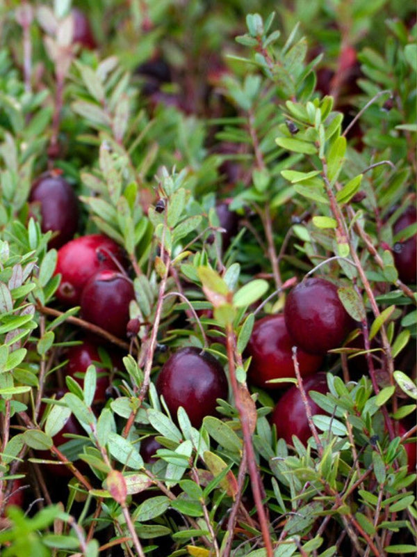 Großfrüchtige Moosbeere 'Cranberry', Vaccinium macrocarpon 'Cranberry' kaufen im Online-Shop der Bohlken Baumschulen