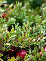 Großfrüchtige Moosbeere 'Cranberry', Vaccinium macrocarpon 'Cranberry' kaufen im Online-Shop der Bohlken Baumschulen