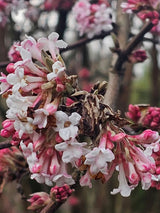 Bild von Winterschneeball Viburnum bodnantense 'Charles Lamont' im Onlineshop von Bohlken Pflanzenversand GbR