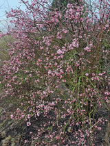 Bild von Winterschneeball Viburnum bodnantense 'Charles Lamont' im Onlineshop von Bohlken Pflanzenversand GbR