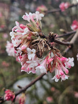 Bild von Winterschneeball Viburnum bodnantense 'Charles Lamont' im Onlineshop von Bohlken Pflanzenversand GbR