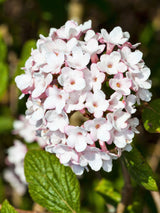 Wohlrichender Schneeball, Viburnum carlesii 'Aurora' kaufen im Online-Shop der Bohlken Baumschulen
