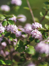 Wohlrichender Schneeball, Viburnum carlesii 'Aurora' kaufen im Online-Shop der Bohlken Baumschulen