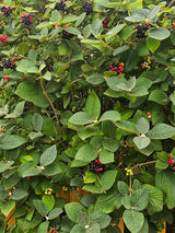 Wolliger Schneeball, Viburnum lantana kaufen im Online-Shop der Bohlken Baumschulen