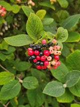 Wolliger Schneeball, Viburnum lantana kaufen im Online-Shop der Bohlken Baumschulen