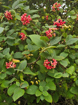 Wolliger Schneeball, Viburnum lantana kaufen im Online-Shop der Bohlken Baumschulen
