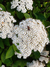 Wolliger Schneeball, Viburnum lantana kaufen im Online-Shop der Bohlken Baumschulen