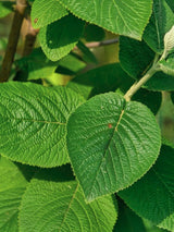 Wolliger Schneeball, Viburnum lantana kaufen im Online-Shop der Bohlken Baumschulen