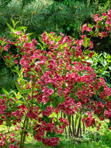 Weigelie. Weigela 'Bristol Ruby' kaufen im Online-Shop der Bohlken Baumschulen