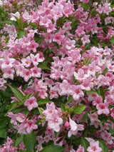 Liebliche Weigelie, Rosa Weigelie, Weigela florida kaufen im Online-Shop der Bohlken Baumschulen