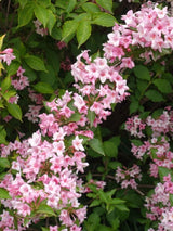 Liebliche Weigelie, Rosa Weigelie, Weigela florida kaufen im Online-Shop der Bohlken Baumschulen