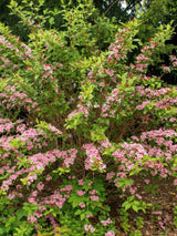 Liebliche Weigelie, Rosa Weigelie, Weigela florida kaufen im Online-Shop der Bohlken Baumschulen