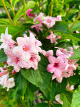 Liebliche Weigelie, Rosa Weigelie, Weigela florida kaufen im Online-Shop der Bohlken Baumschulen