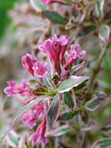 Zwerg-Weigelie, Weigela florida 'Monet'® kaufen im Online-Shop der Bohlken Baumschulen