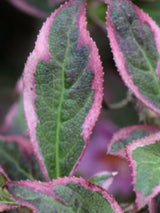 Zwerg-Weigelie, Weigela florida 'Monet'® kaufen im Online-Shop der Bohlken Baumschulen