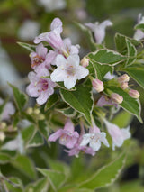 Buntblättrige Weigelie, Weigela florida 'Nana Variegata' kaufen im Online-Shop der Bohlken Baumschulen