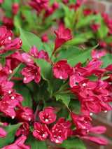 Weigelie, Weigelie 'Red Prince' kaufen im Online-Shop der Bohlken Baumschulen