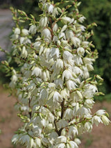 Kerzen-Palmlilie, Yucca gloriosa kaufen im Online-Shop der Bohlken Baumschulen