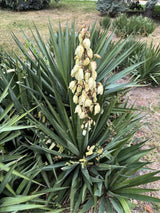 Kerzen-Palmlilie, Yucca gloriosa kaufen im Online-Shop der Bohlken Baumschulen