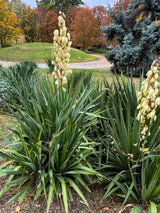 Kerzen-Palmlilie, Yucca gloriosa kaufen im Online-Shop der Bohlken Baumschulen