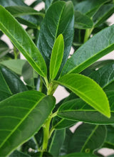 Bild von Säulen-Kirschlorbeer 'Lily' im Onlineshop von Bohlken Pflanzenversand GbR