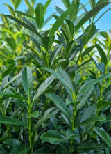 Bild von Säulen-Kirschlorbeer 'Lily' im Onlineshop von Bohlken Pflanzenversand GbR
