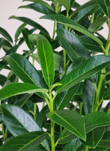 Bild von Säulen-Kirschlorbeer 'Lily' im Onlineshop von Bohlken Pflanzenversand GbR