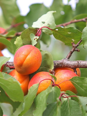 Aprikose 'Bergeron'