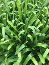 Bild von Afrikanische Schmucklilie weiß im Onlineshop von Bohlken Pflanzenversand GbR