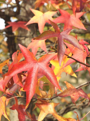 Bild von Amberbaum im Onlineshop von Bohlken Pflanzenversand GbR