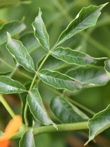 Bild von Amerikanische Klettertrompete 'Golden Trumpet' ® im Onlineshop von Bohlken Pflanzenversand GbR