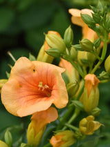 Bild von Amerikanische Klettertrompete 'Golden Trumpet' ® im Onlineshop von Bohlken Pflanzenversand GbR